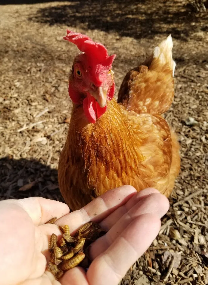 CityChick "DoGood" Grubs - Dried Black Soldier Fly larvae