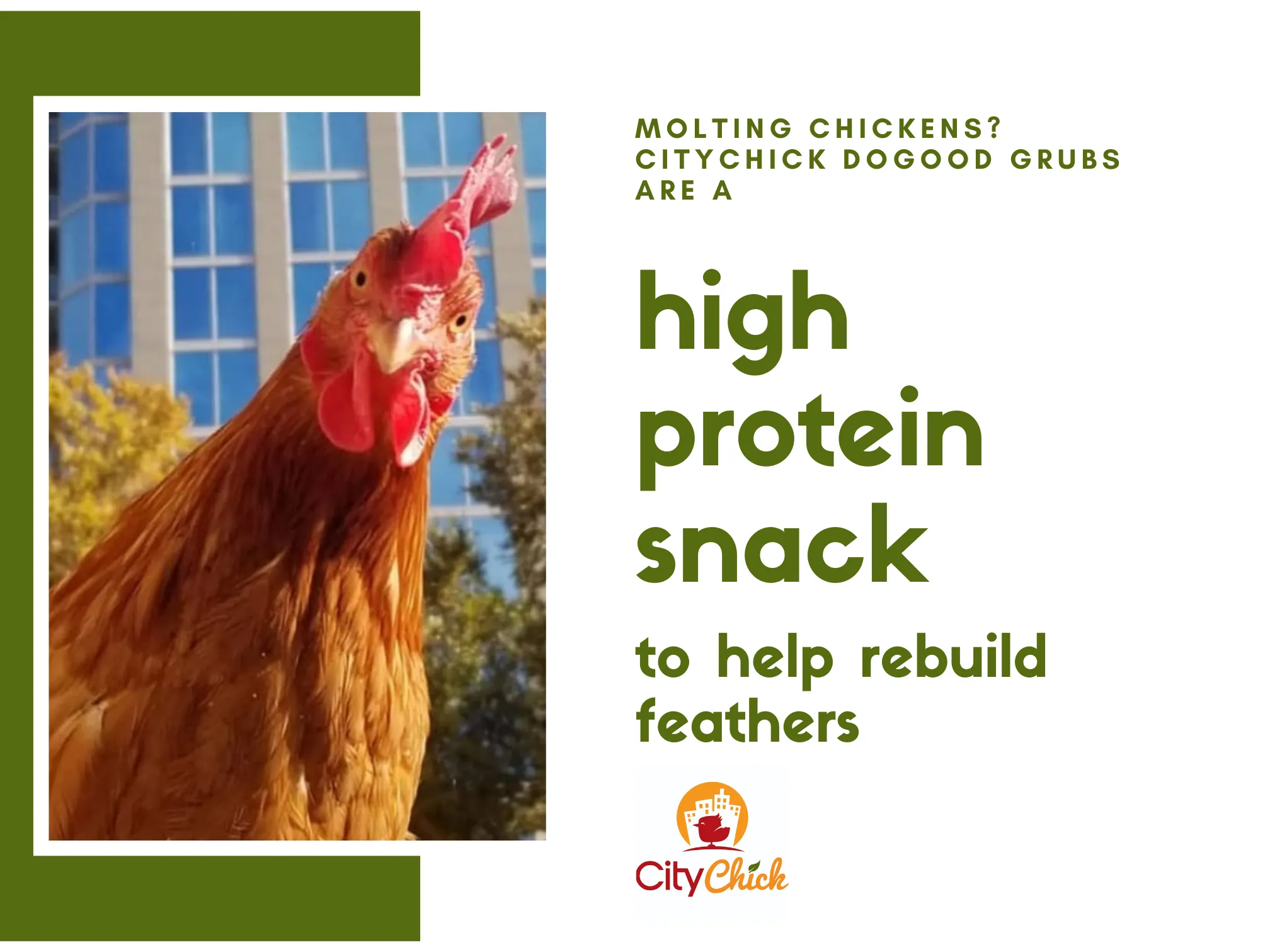 CityChick "DoGood" Grubs - Dried Black Soldier Fly larvae