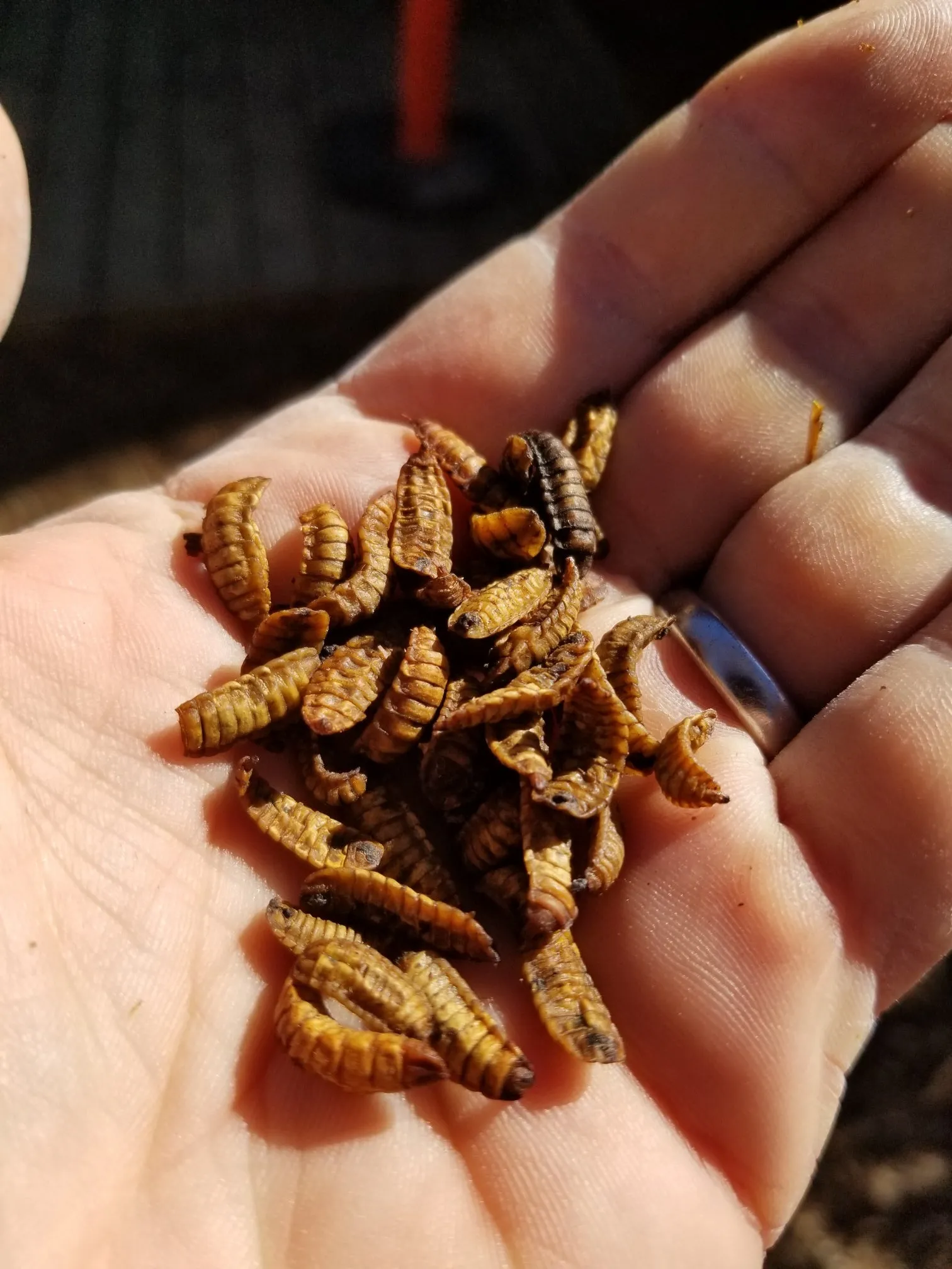 CityChick "DoGood" Grubs - Dried Black Soldier Fly larvae