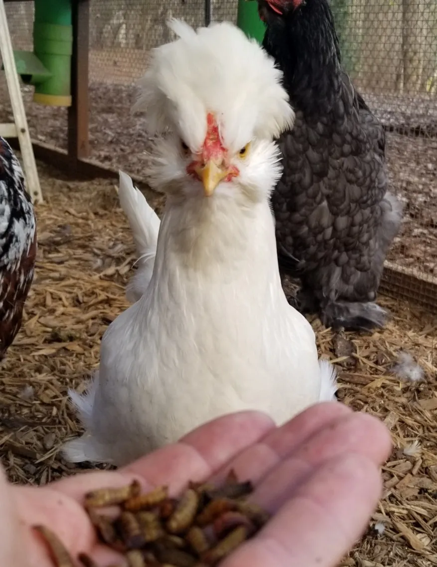CityChick "DoGood" Grubs - Dried Black Soldier Fly larvae