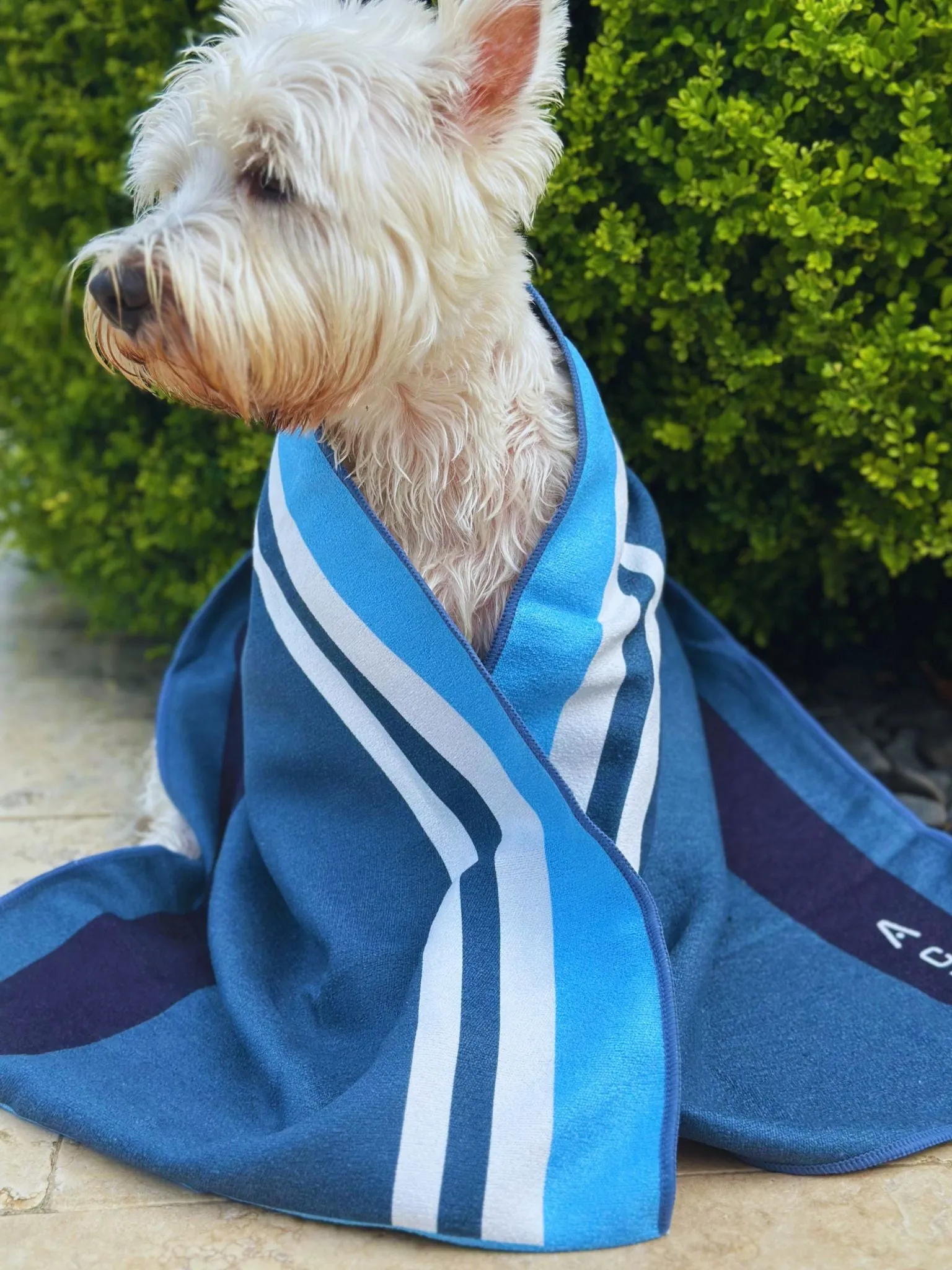 The MINI Dog Towel CODA
